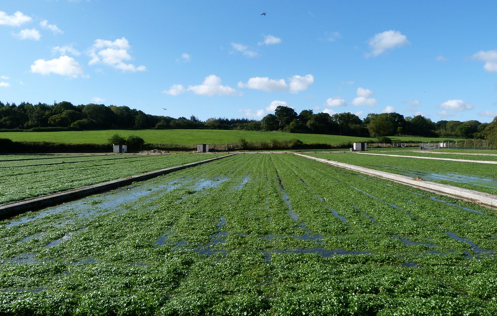 Watercress beds This post follows on from Sunday's post ab… Flickr