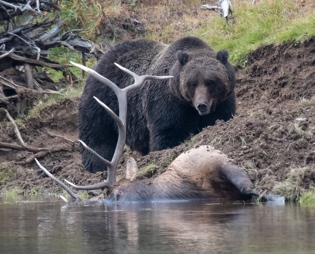Grizzly on Elk Kill Yellowstone Grizzly 791 on an Elk kill… Flickr