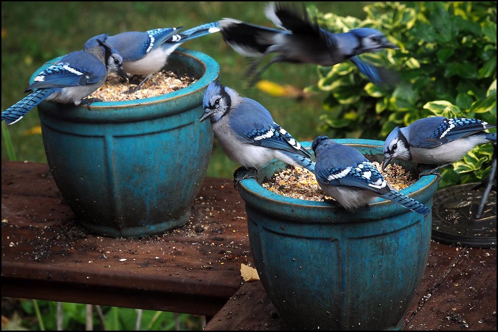 More blue jays Gene Wilburn Flickr