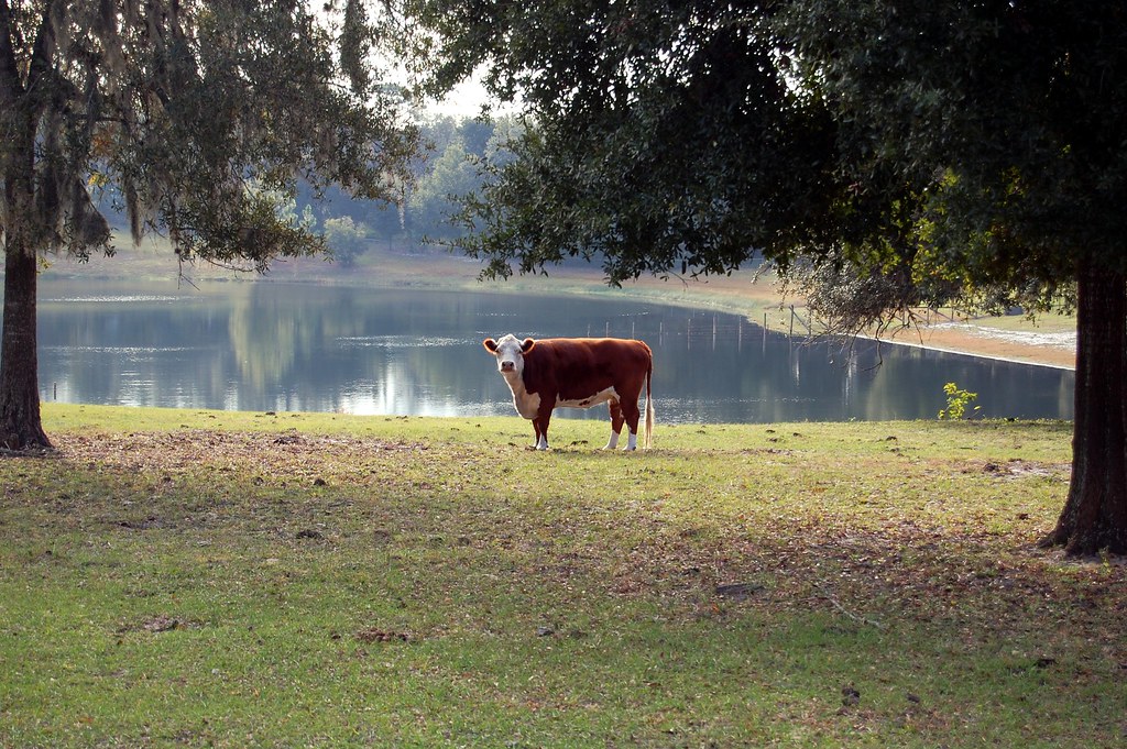 Fruitland Park, Florida Robert English Flickr