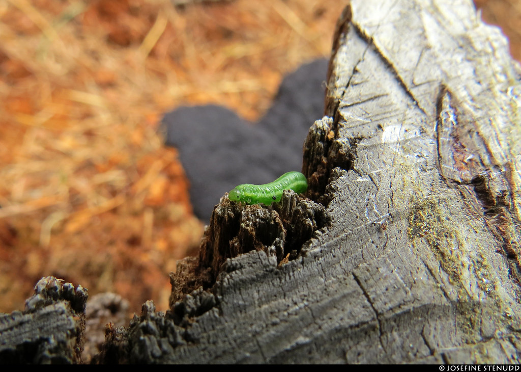 20170720_22k Green caterpillar crawling on tree stump with… Flickr