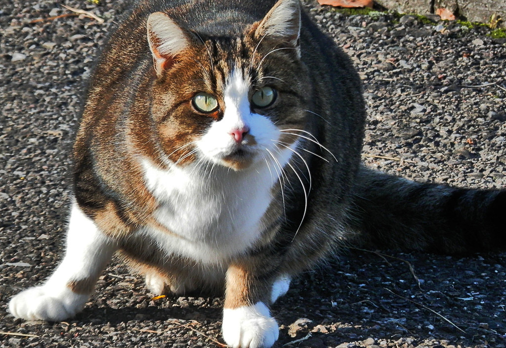 Katzenaugen Cat eyes Kurt Stocker Flickr