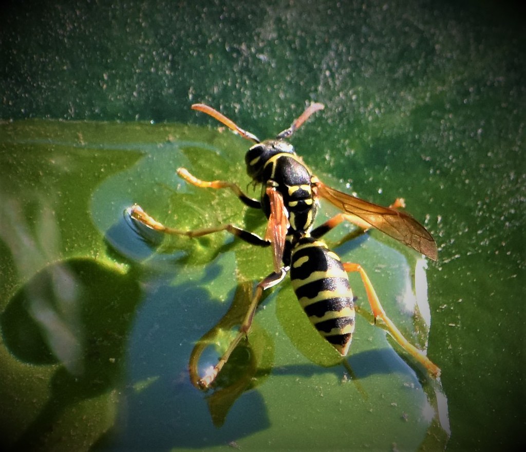 Wasp on water drop Many Thanks to the +12,650,000 visitors… Flickr
