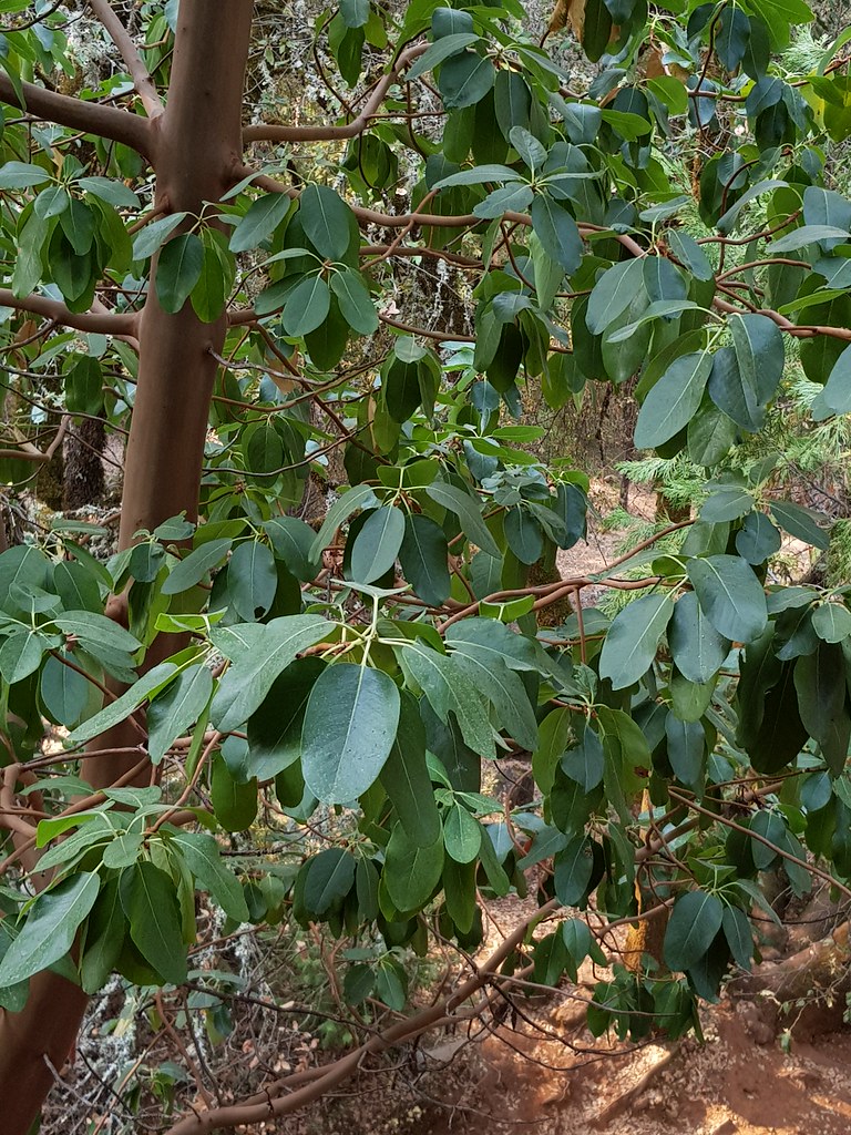 Arbutus menziesii Pursh EricaceaePacific madrone SierraSunrise Flickr