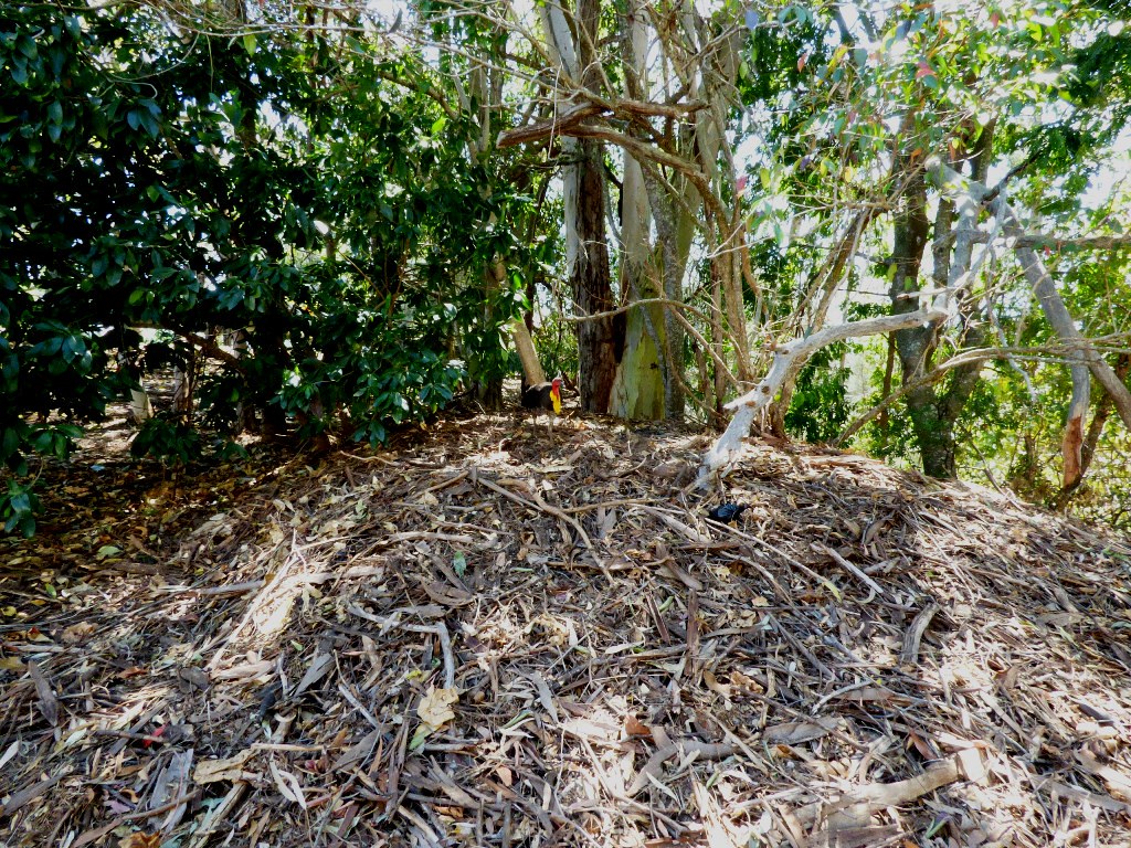 Scrub Turkey maintaining its nesting mound, this pic shows… Flickr