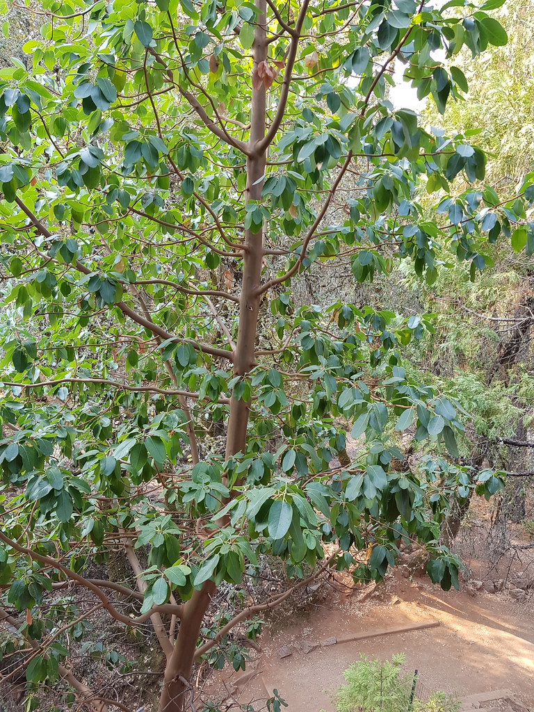 Arbutus menziesii Pursh EricaceaePacific madrone 2 Flickr