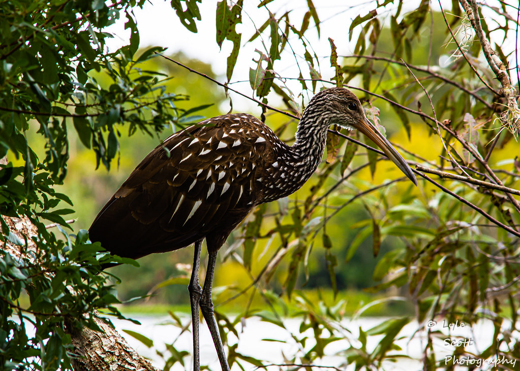 DeLeon Springs State Park Flickr