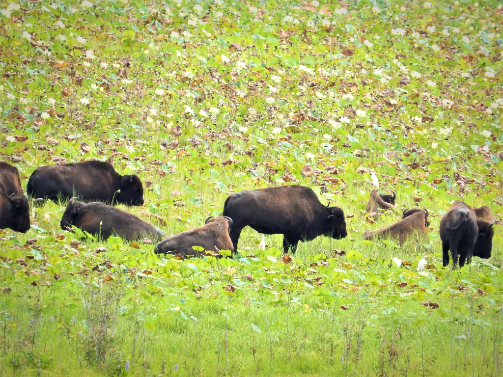 Where Florida Bison Roam So Alive Flickr