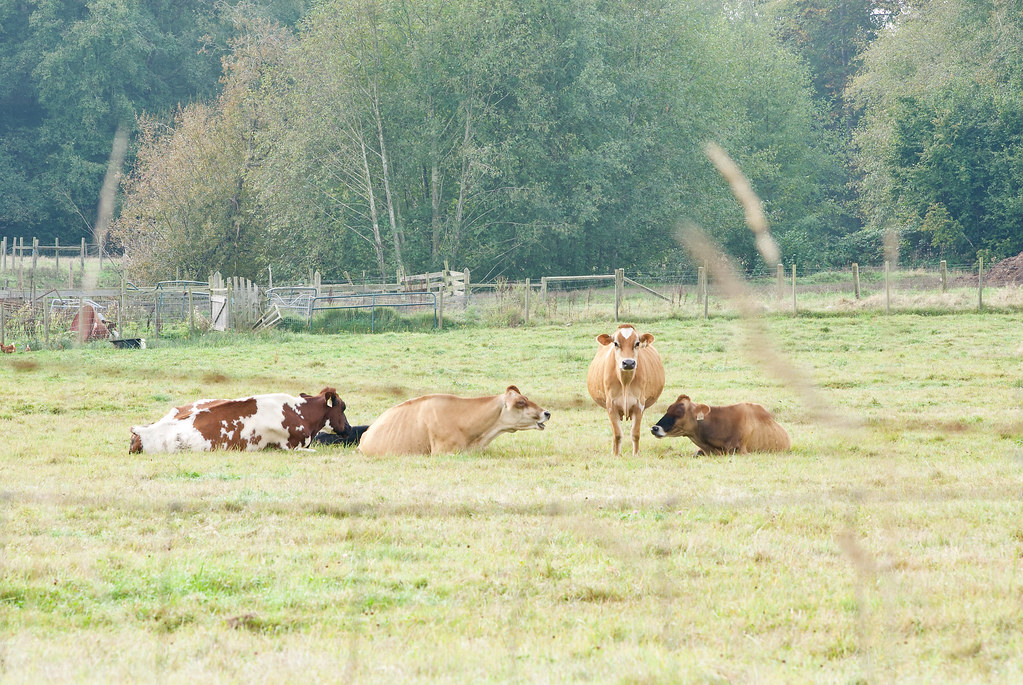 Cattle McMahon Avenue, Wildwood, Powell River, B.C., Canad… Flickr