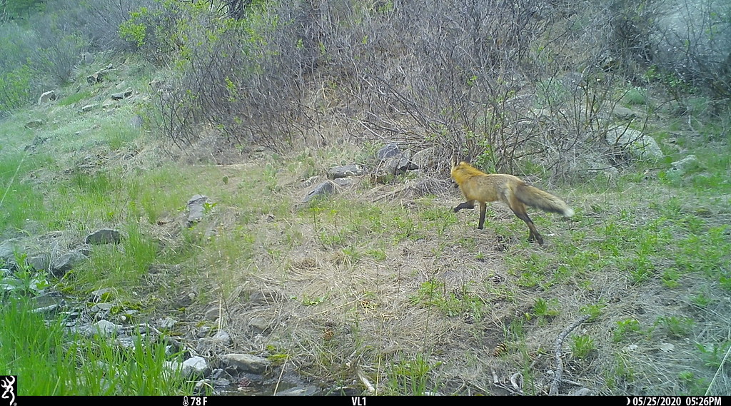 Wildlife Camera City of Fort Collins