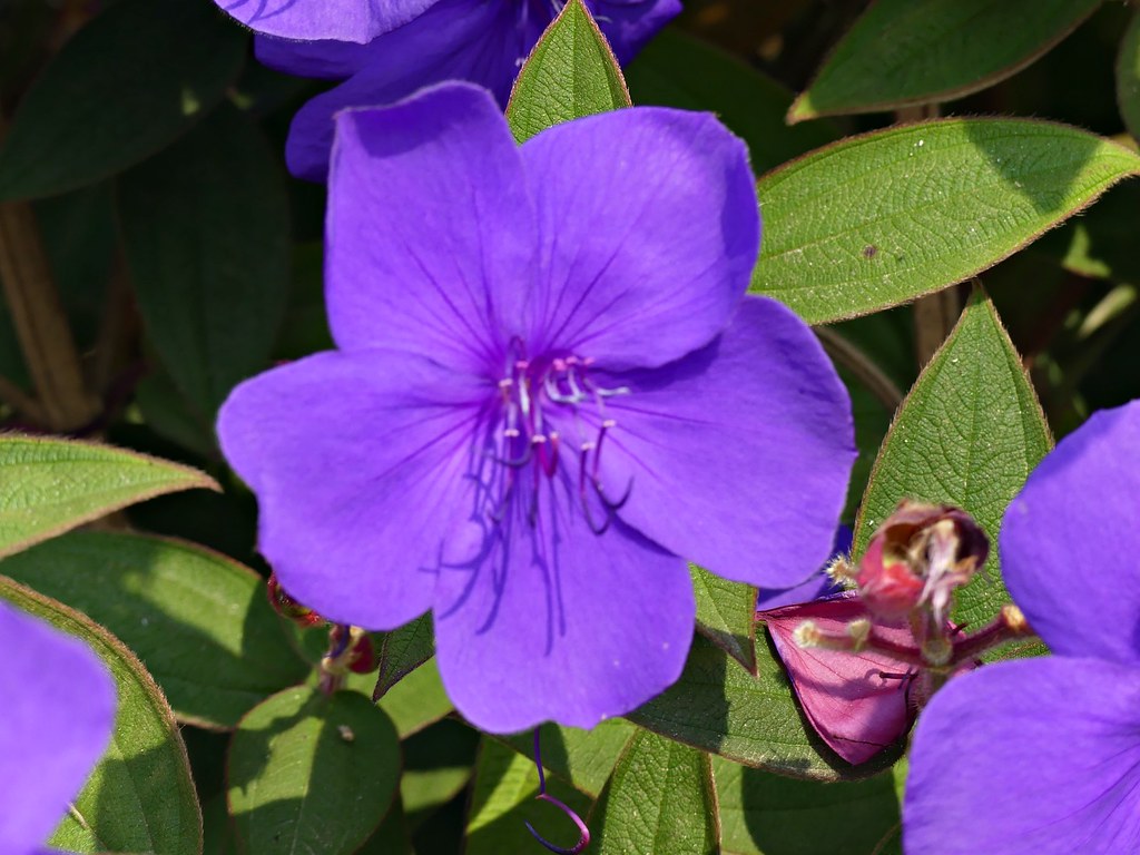 Princess plant flower mksfca Flickr