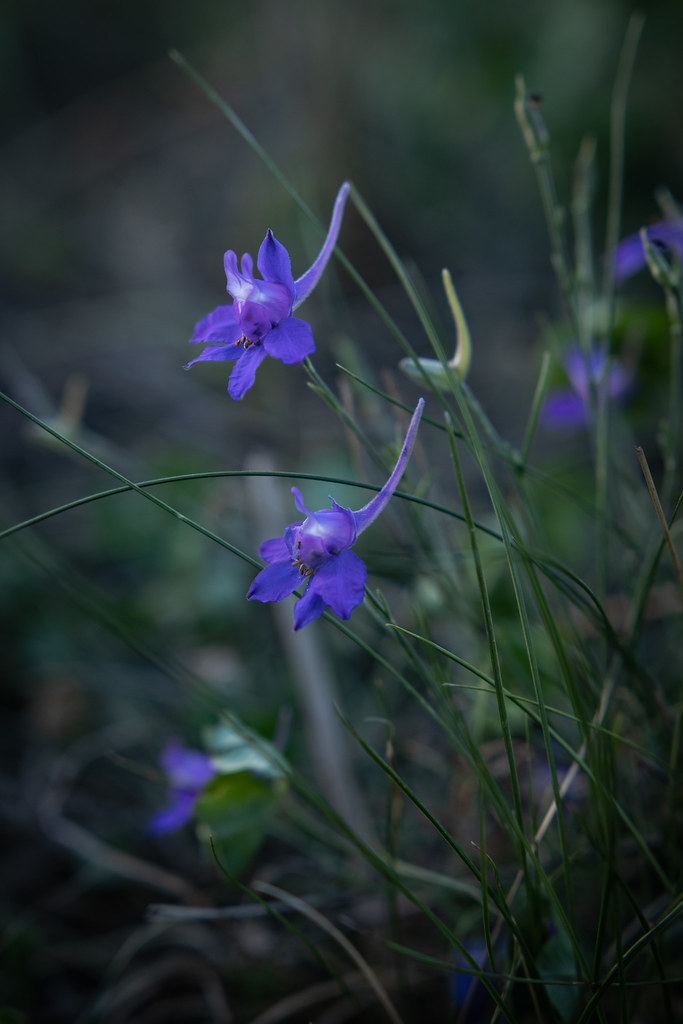 Blue Hour Forking Larkspur (Consolida regalis) on the edge… Flickr