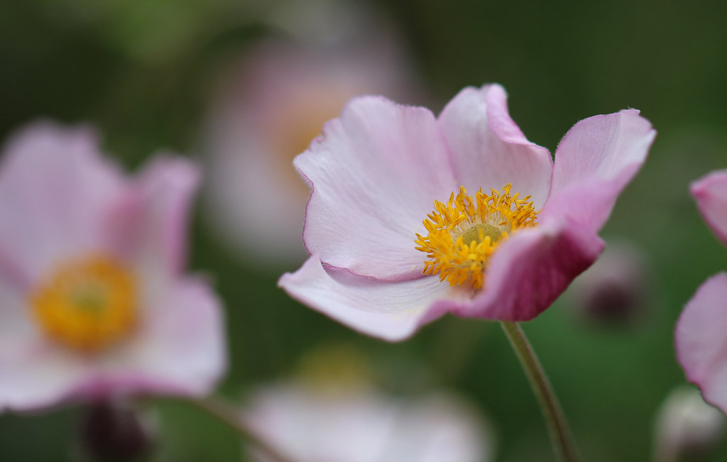 Anemones In The Rock Garden Anemones blooming in the Rock … Flickr