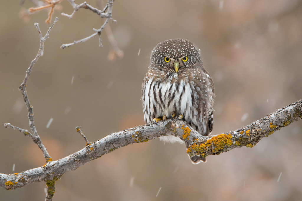 Northern Pygmy Owl Utah From this past season in Utah ww… Flickr
