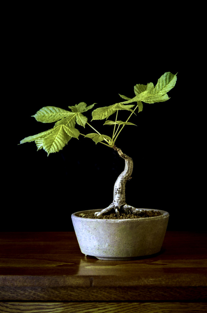 Horse Chestnut Bonsai Tree a photo on Flickriver