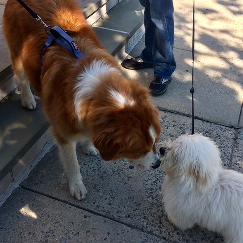 Blessing of the Animals 2020 (11) St. Ann Catholic Church Flickr