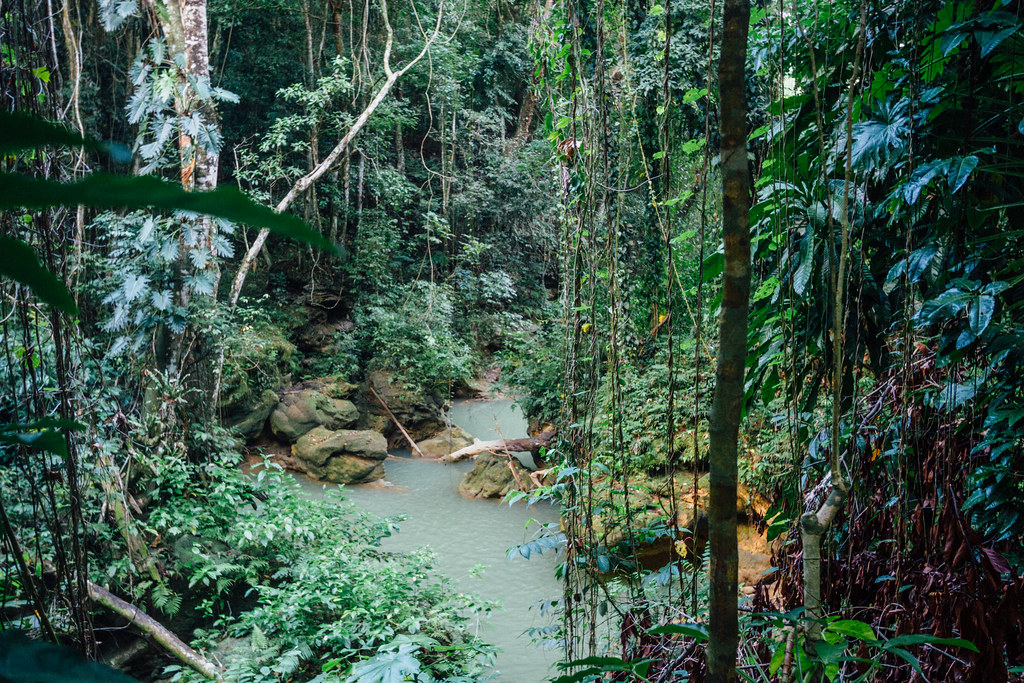 Jungle Around Deadnut Valley Falls, Bartons Jamaica a photo on Flickriver