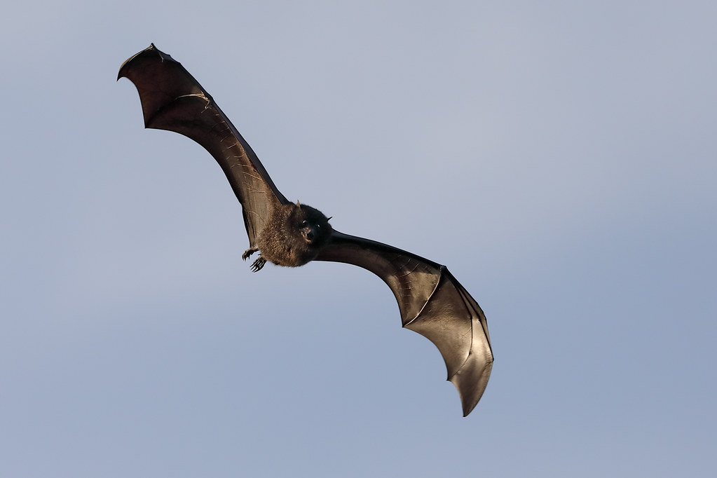Blackeared Flying Fox Christmas Island sub species (Pte… Flickr