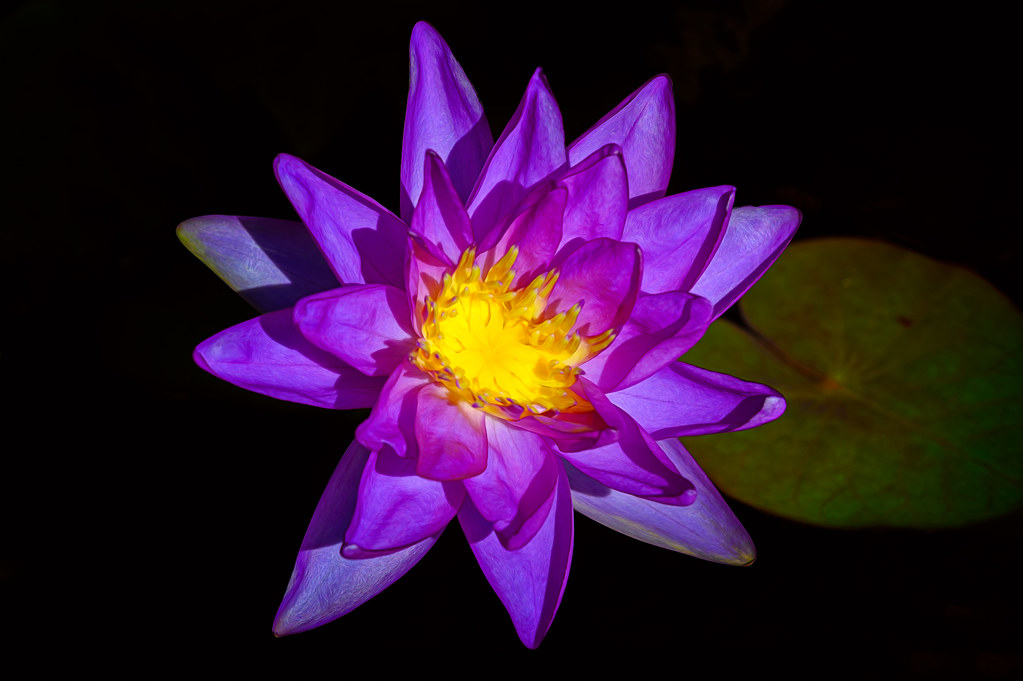 Purple Lotus flower in bloom at Naples Botanical Garden, N… Flickr