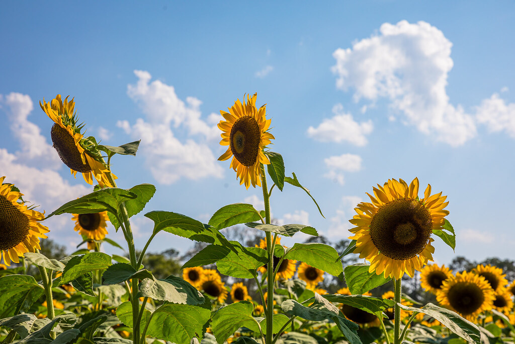 Sunflowers in Mississippi David Punch Flickr