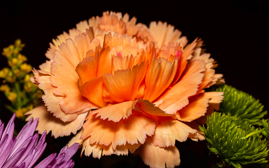Carnation and Friends Cut flowers. Still life. Flickr
