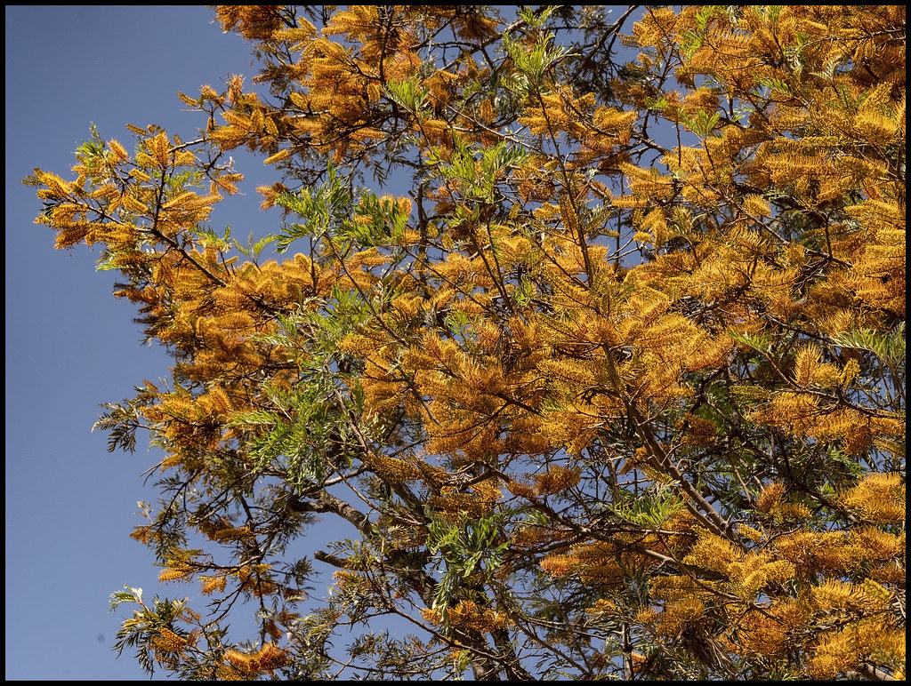 Silky Oak flowering tree Univ of Qld2= Silky Oak flowerin… Flickr