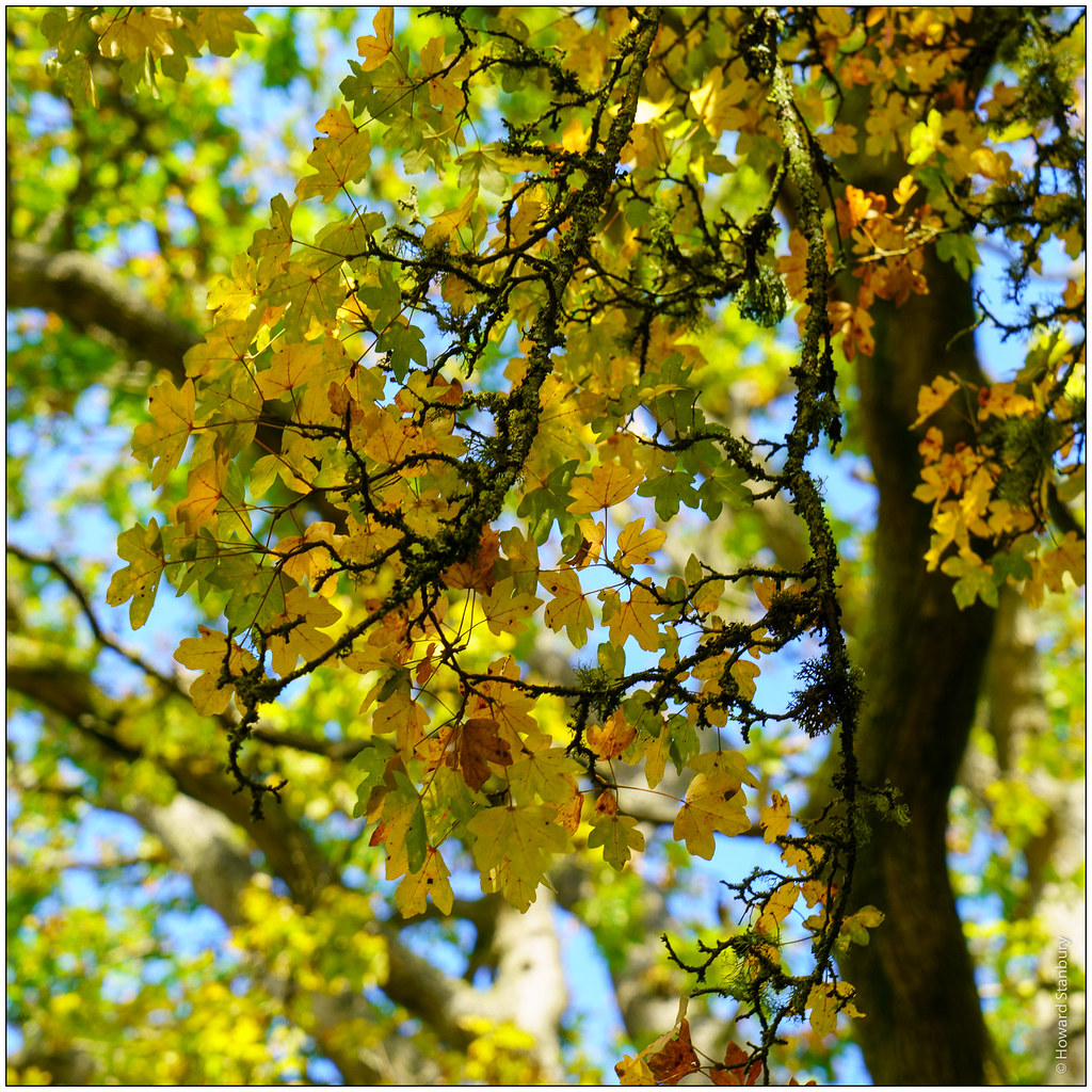 Warburg Nature Reserve Near Bix Bottom, Oxfordshire Flickr