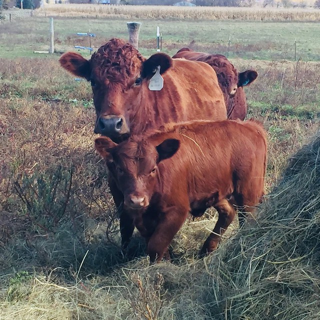 Dexter and Dexter/Jersey cross cattle for sale 2020 Flickr