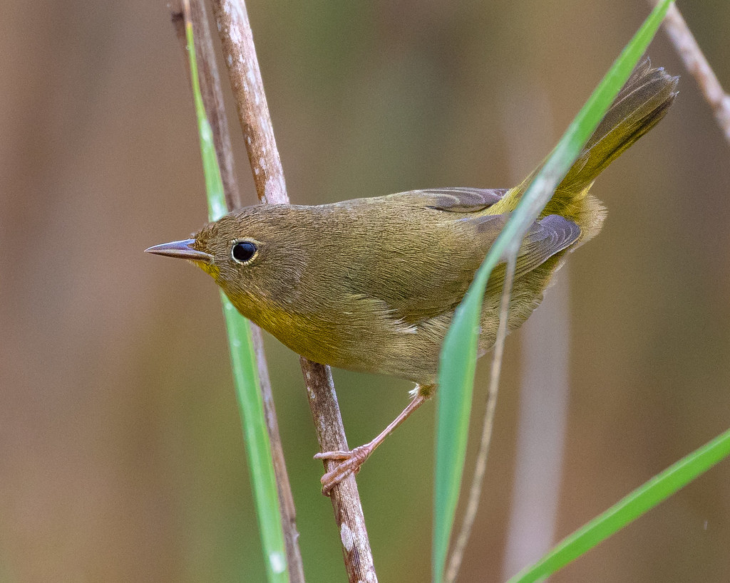 Blackwater Bird On Reed There was a bunch of these little … Flickr