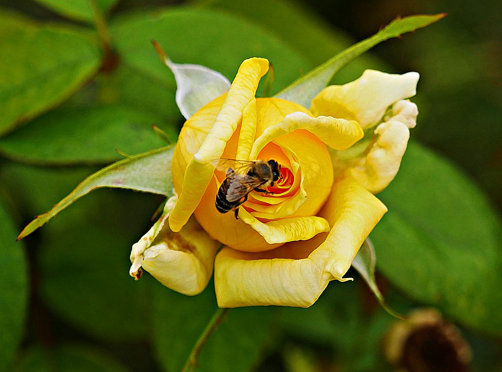 Yellow Rose Meaning friendship, joy, gladness Garden of R… Flickr