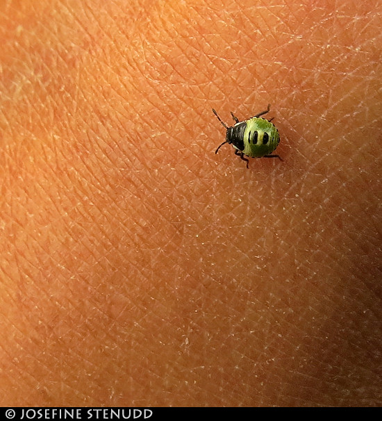 20170721_14 Tiny green insect (eh, baby stink bug? ) in U