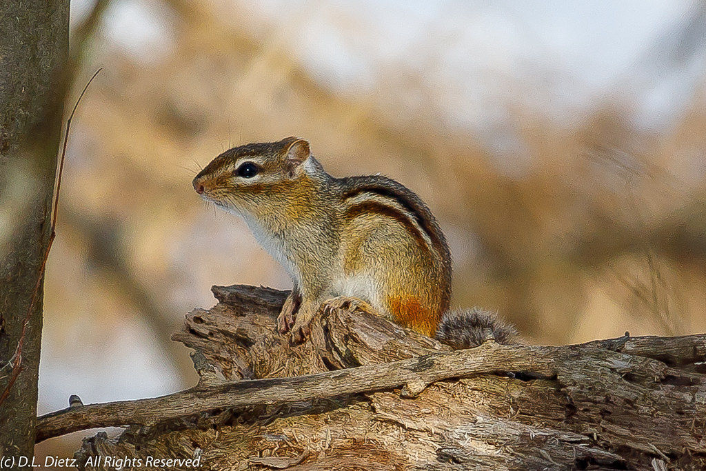 Eastern Chipmunk 7 20190309. Eastern Chipmunk. Kensin… Flickr
