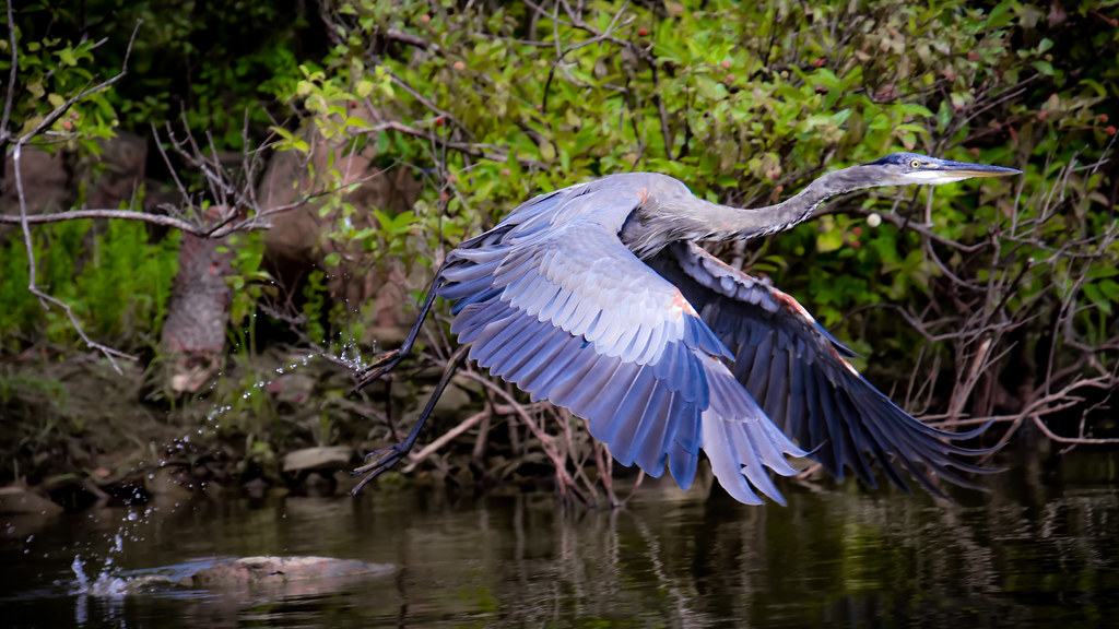 The bluest heron Jordan Lake, North Carolina, USA ε βean Flickr
