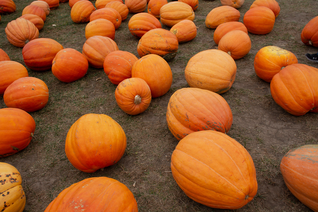 The Great Pumpkin Patch, Arthur IL Giant Pumpkins for sale… Flickr