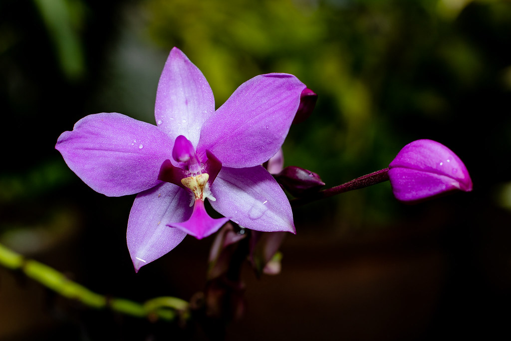 Purple Orchid Flower Norzagaray Bulacan Timothy Pascual Flickr