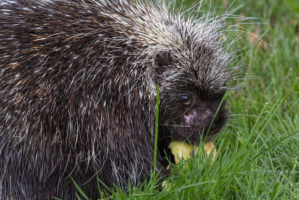 Porcupine August 11, 2020 On our last trip to Porcupine Fa… Flickr