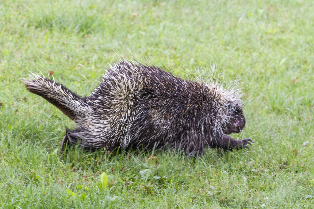 Porcupine August 11, 2020 On our last trip to Porcupine Fa… Flickr