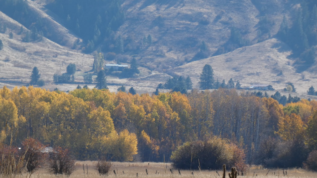 P1030371 North of Nespelem WA the aspens are colorful CouleeDam