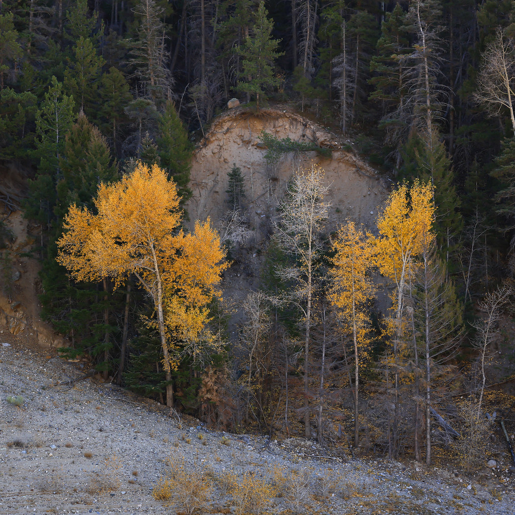 2020 Autumn by the Lake Cabresto Lake, Questa, NM. Flickr