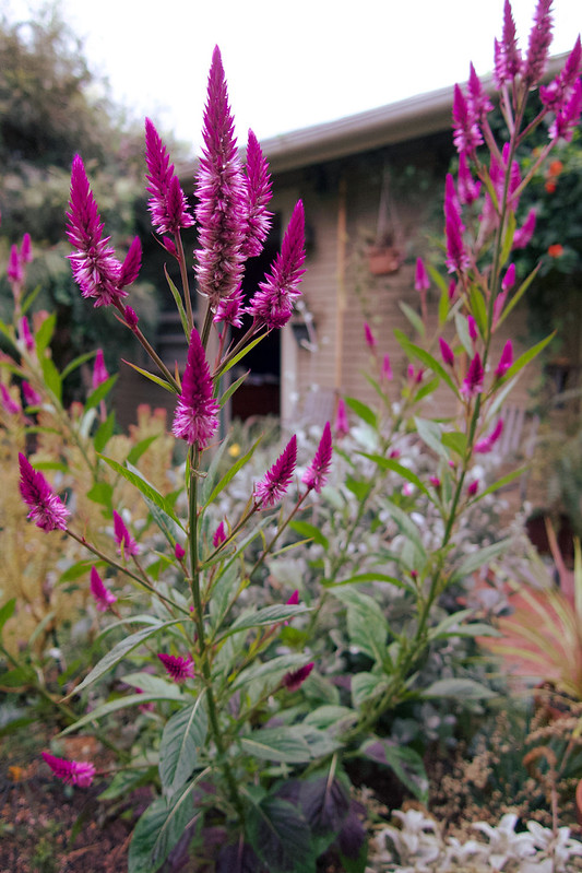 Celosia argentea ‘Cramer’s Amazon’ LaptrinhX / News