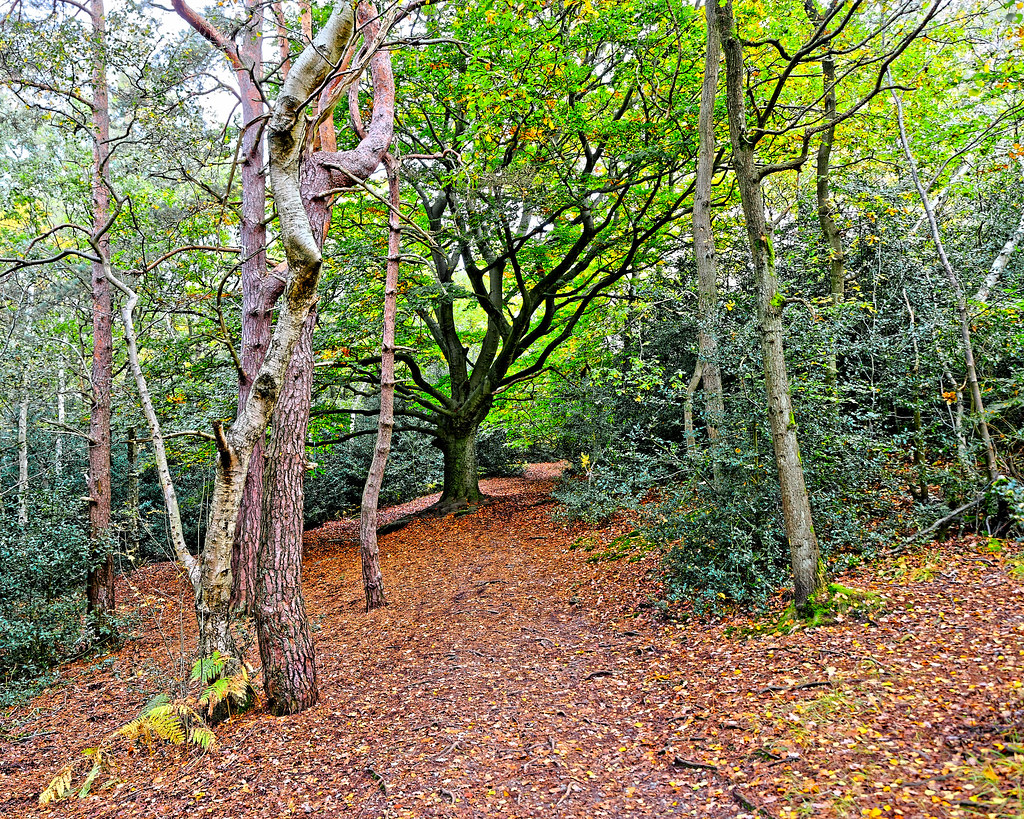 Woods Addington Hills, Croydon, South London Geoff Henson Flickr