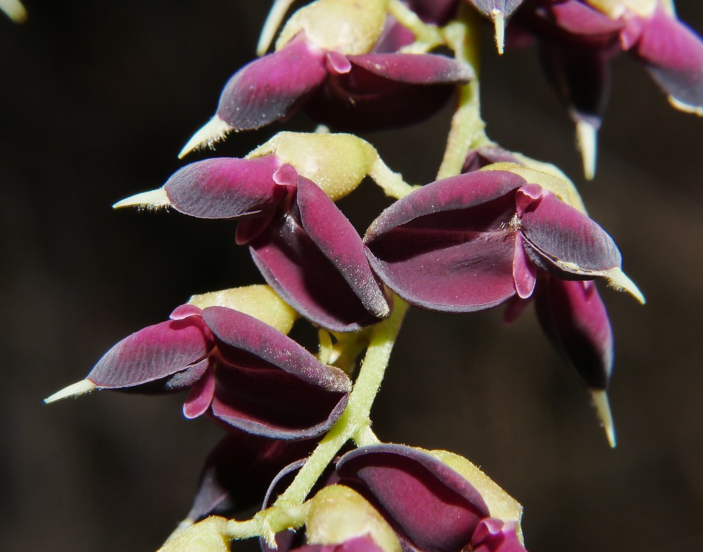 Blood vine flowers Austrosteenisia blackii Fabaceae Mandal… Flickr