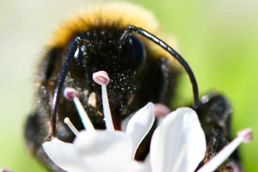 Bee smells flower Scouserock Flickr