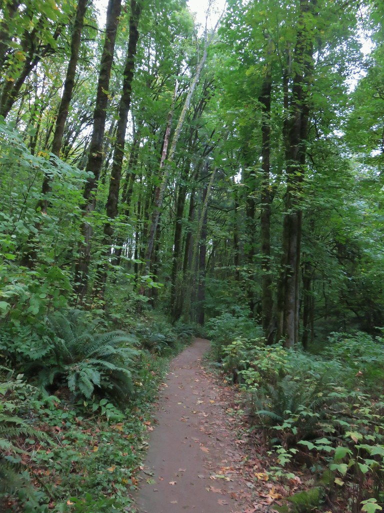 Forest Park Loop (Leif Erikson, Wild Cherry, Wildwood and Nature Trails