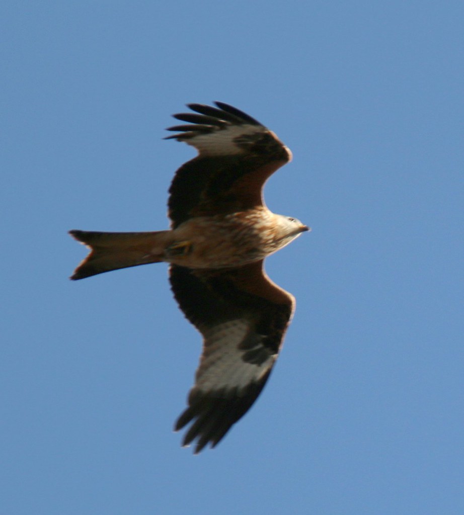 A Red Kite hunts over Broxted, Essex, October 2020 Flickr
