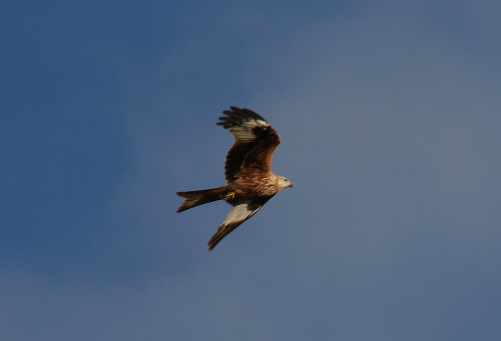 A Red Kite hunts over Broxted, Essex, October 2020 Flickr