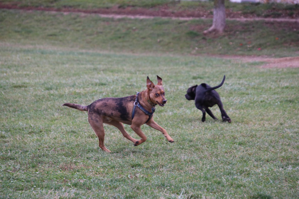 Visit with Runyon to Swift Run Dog Park (Ann Arbor, Michig… Flickr