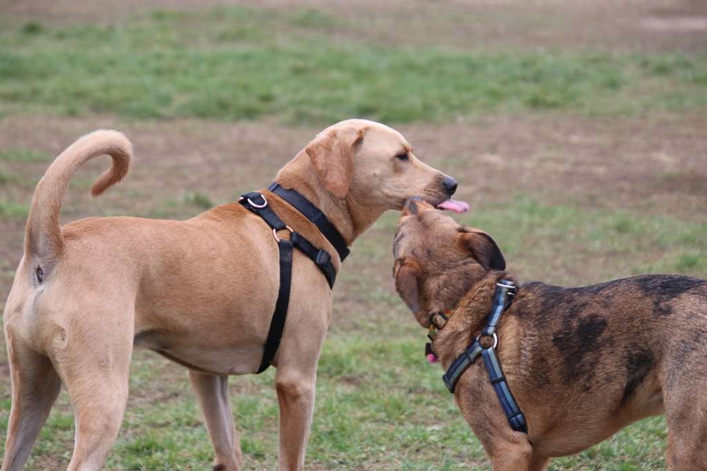 Visit with Runyon to Swift Run Dog Park (Ann Arbor, Michig… Flickr