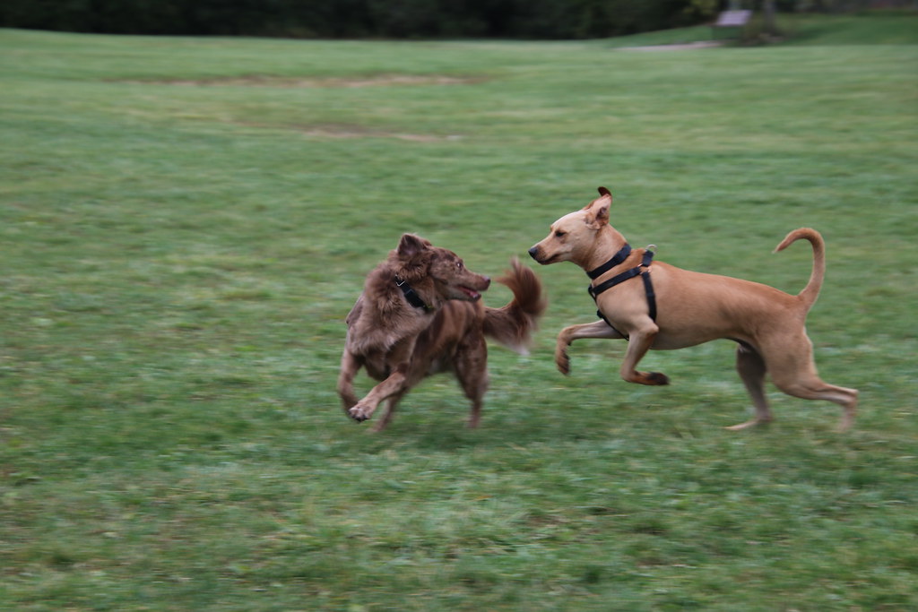Visit with Runyon to Swift Run Dog Park (Ann Arbor, Michig… Flickr