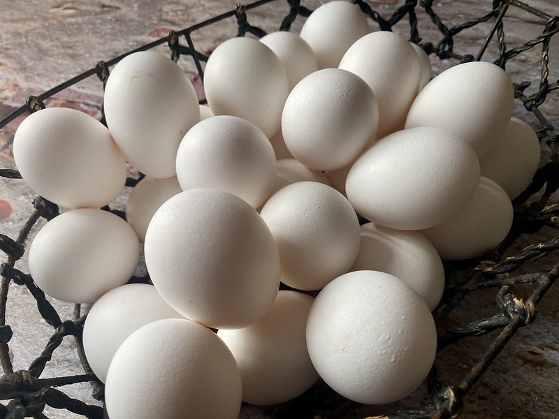 Four reasons why you should choose cagefree eggs Jellybeans in the City